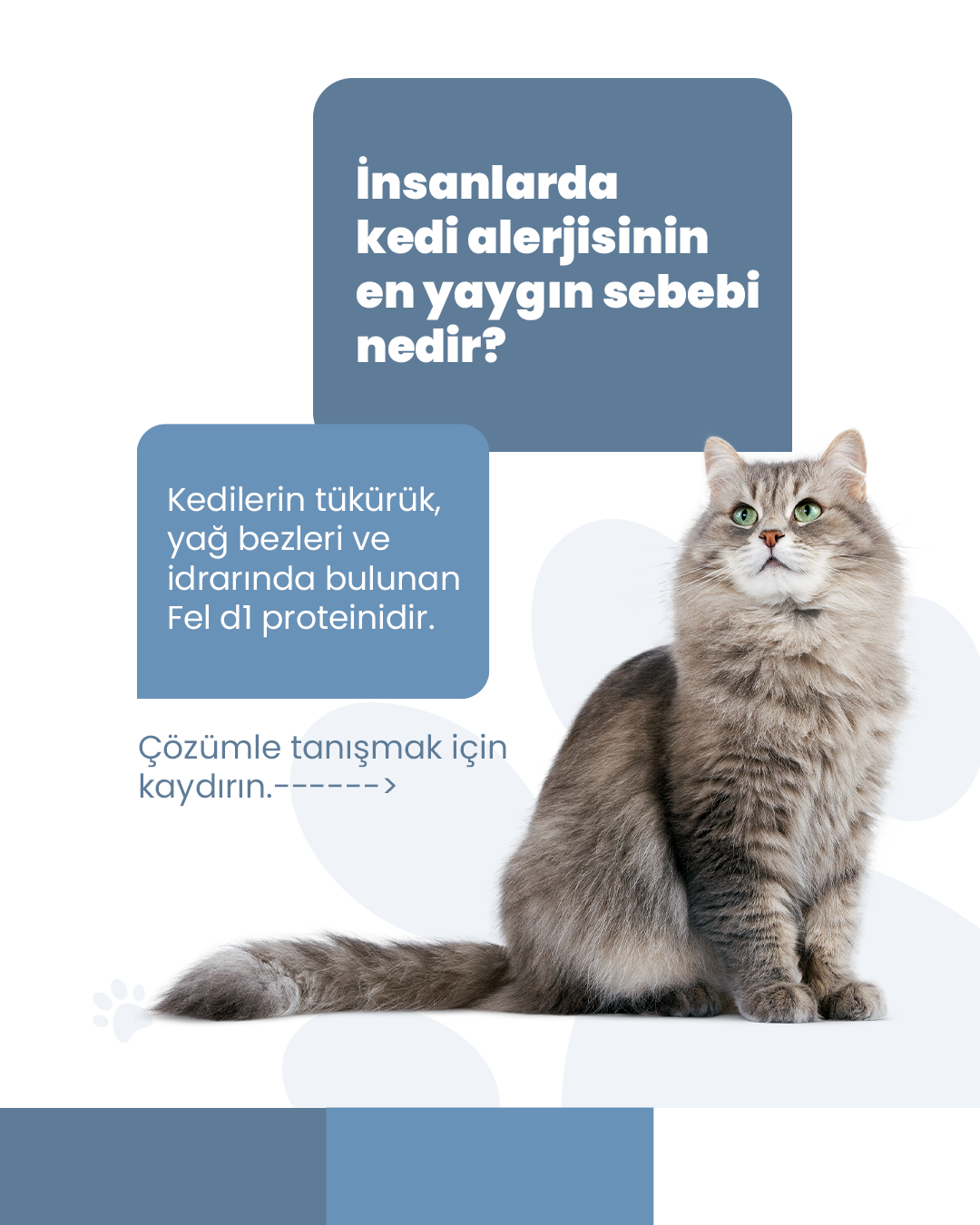 Petright Sosyal Medya
