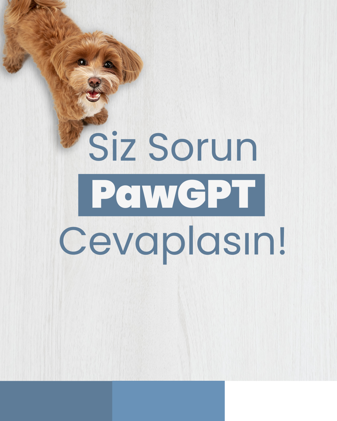 Petright Sosyal Medya