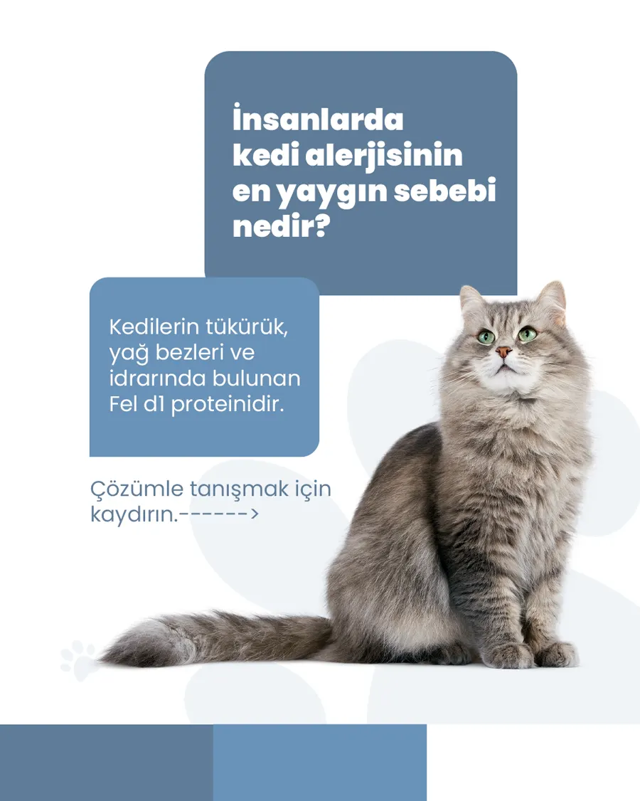 Petright için hazırlanan bilgilendirici sosyal medya carousel kapağı